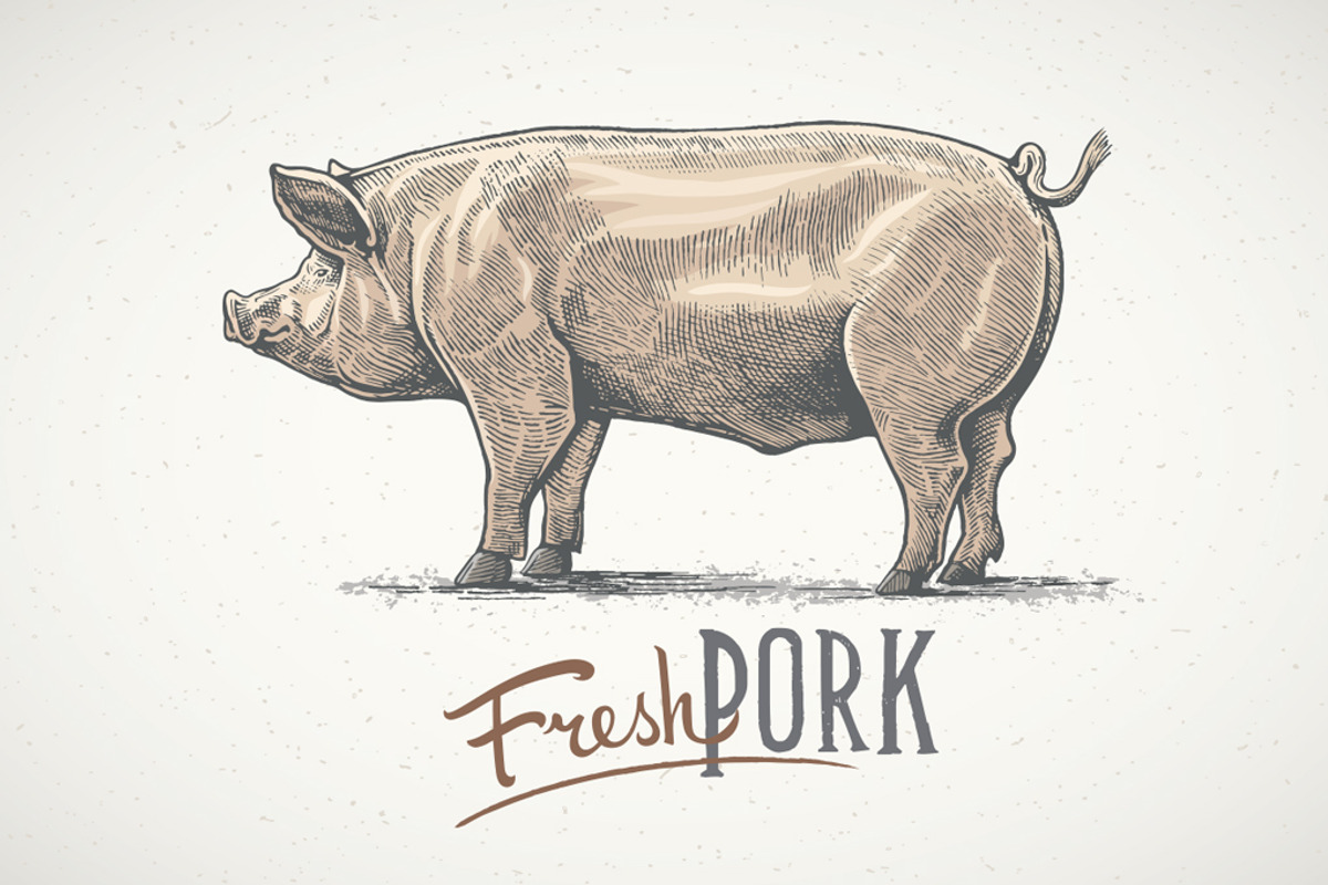 Pigs in graphical style, an Animal Illustration by Countryside life (Photo 9 of 11)