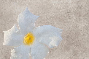A single, delicate white flower, an Abstract Photo by Imaginarium