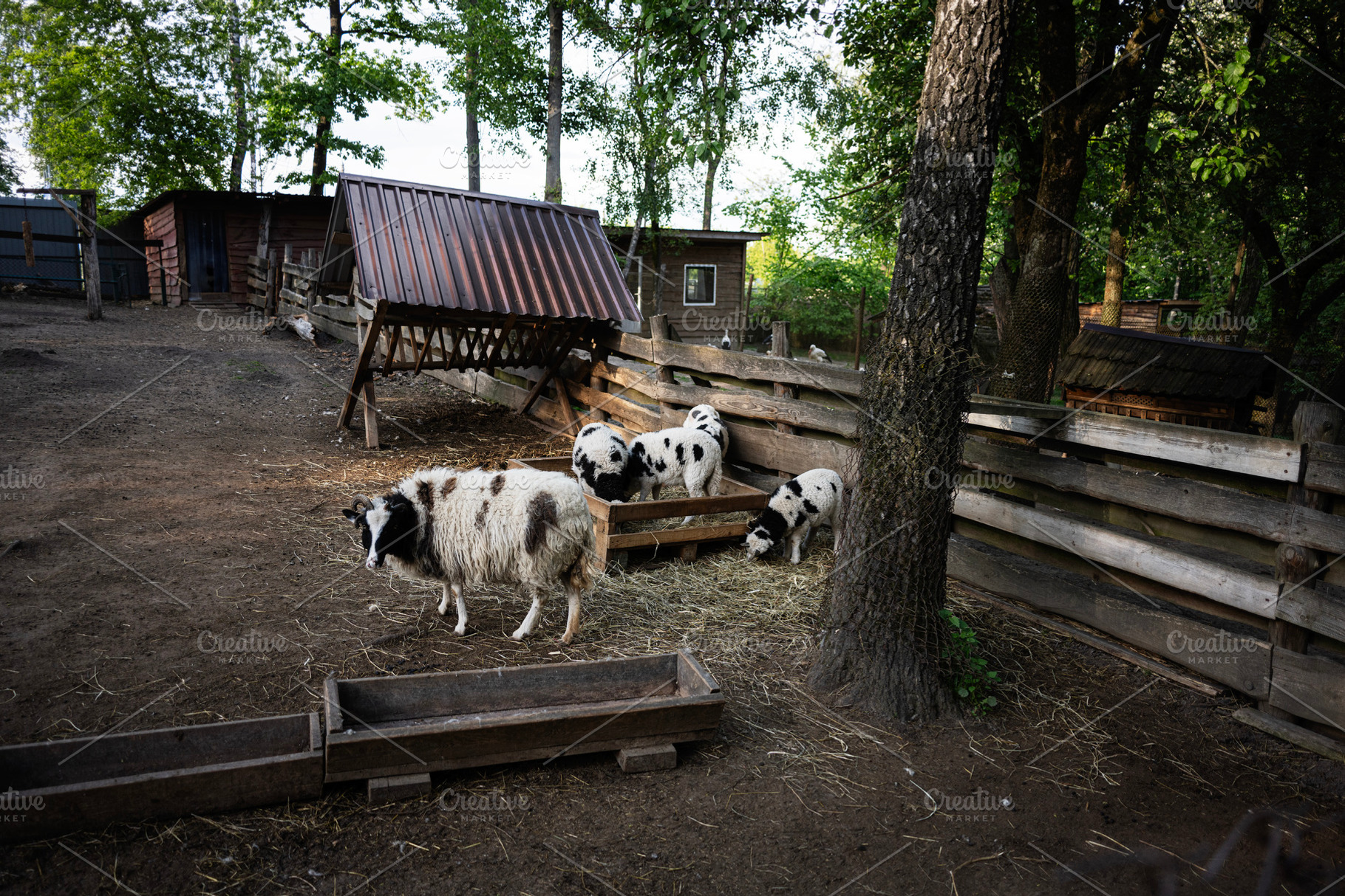 Rustic animal enclosure with spotted goats feeding in a wooden fenced farm, a Photo by AS photostudio