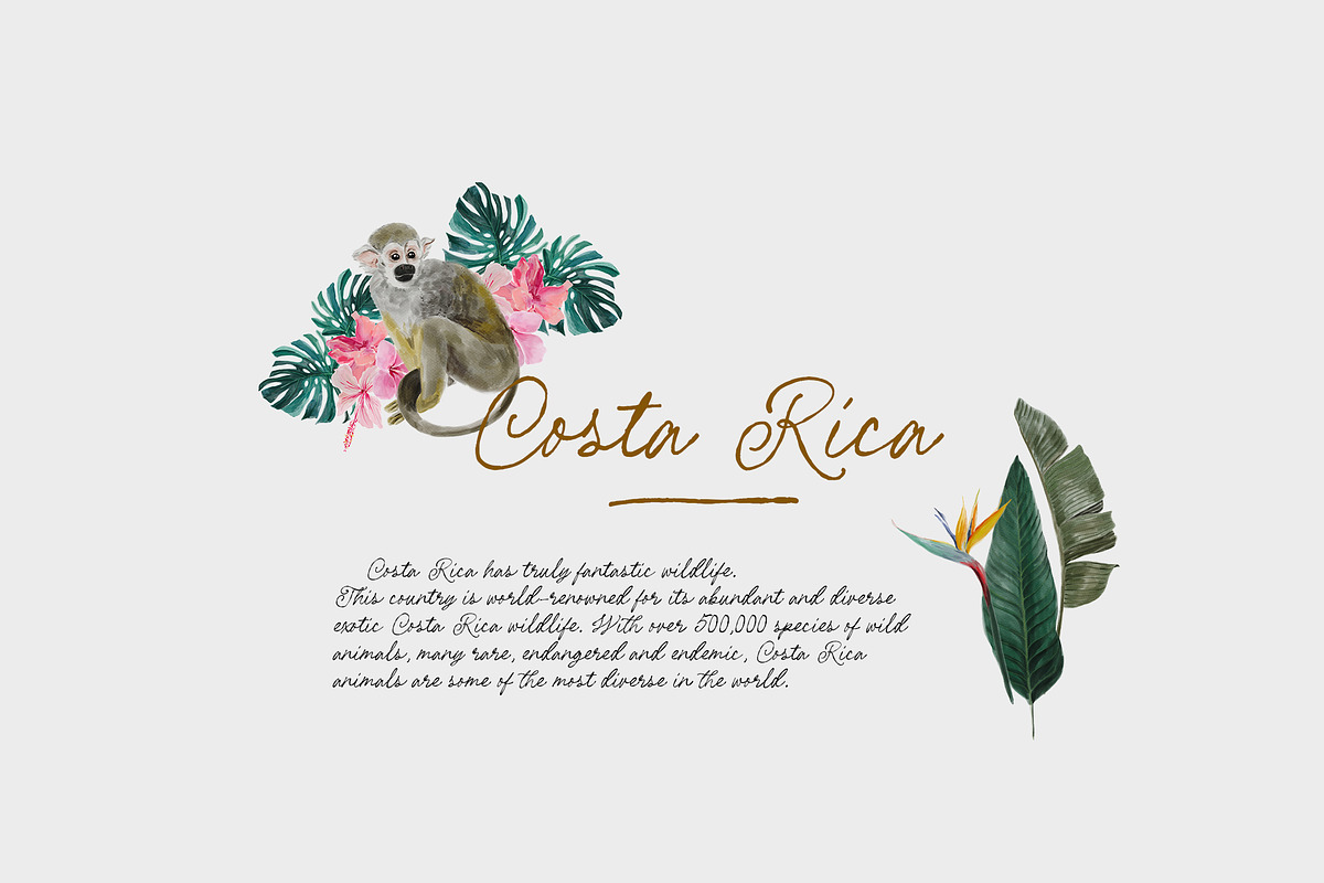 COSTA RICA — jungle animals, an Animal Illustration by Lana Elanor (Photo 3 of 11)