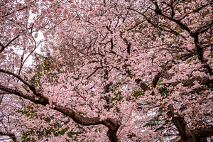 6 photos, Cherry Blossom gardens, a Nature Photo by Silent Nature