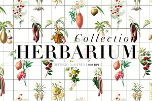 Herbarium Collection prints & more!, a Pattern Graphic by Pink Linen