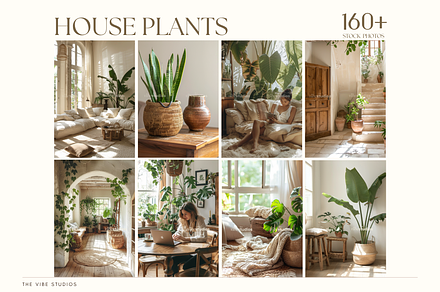 House Plants Stock Photos, a Nature Photo by The Vibe Studios