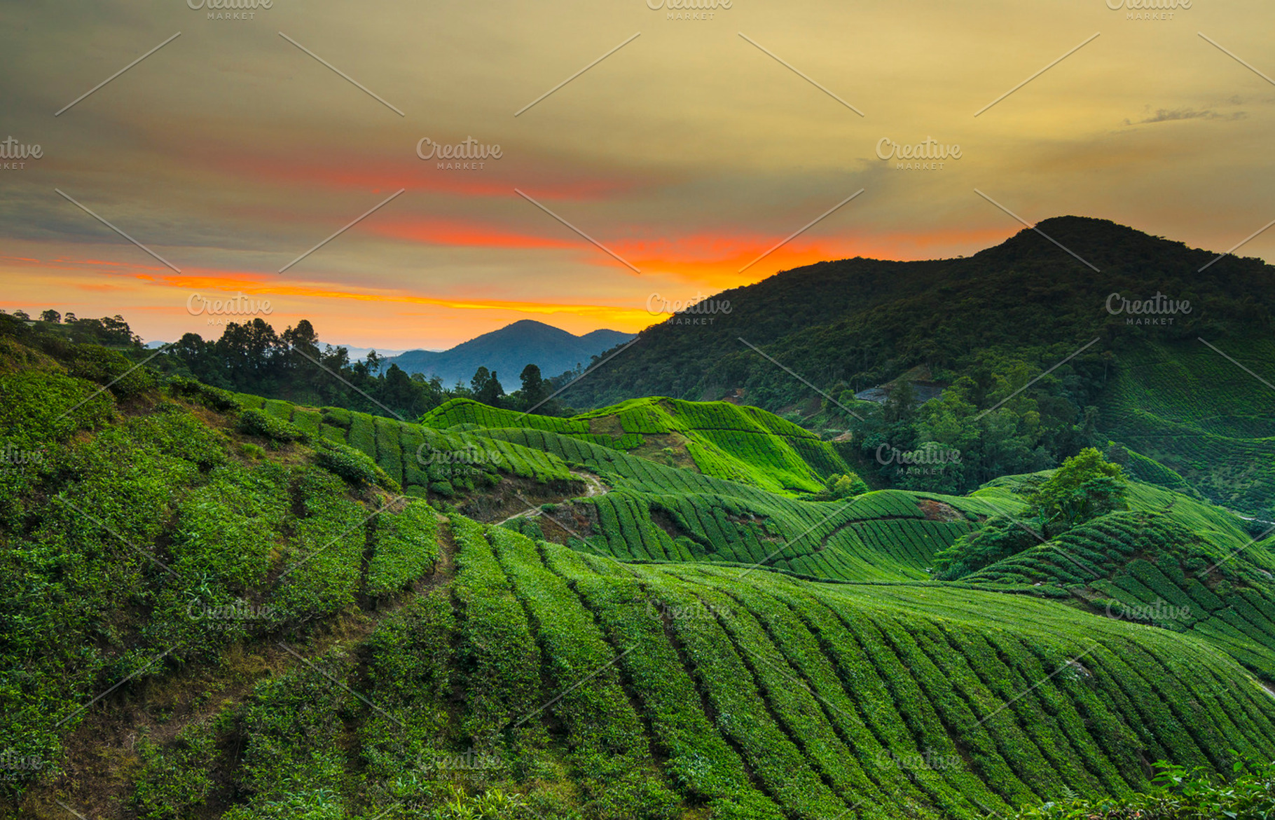 Sunrise At Tea Plantation Featuring Sunrise Tea And Plantation