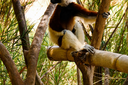 Portrait of the Coquerel's sifaka aka Propithecus coquereli at Lemurs park, Ant, an Animal Photo by Wild, Wild World