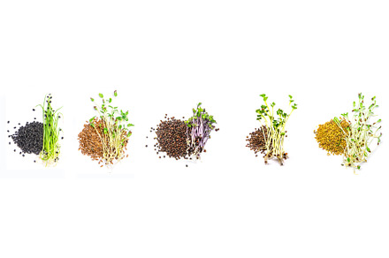 Collage of different microgreens on, a Food & Drink Photo by yanadjana