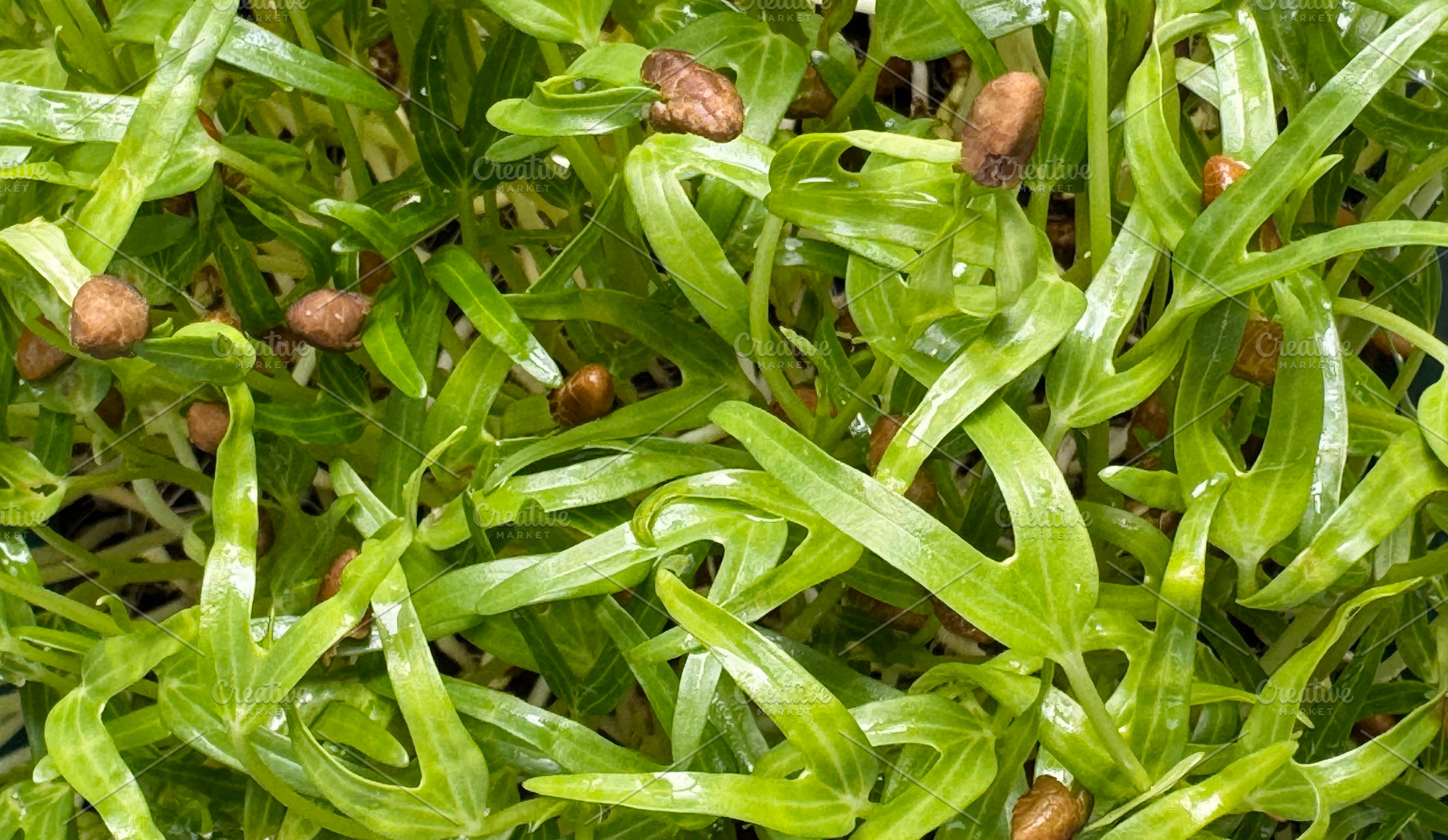 Top view of microgreen, a Nature Photo by ArtBackground