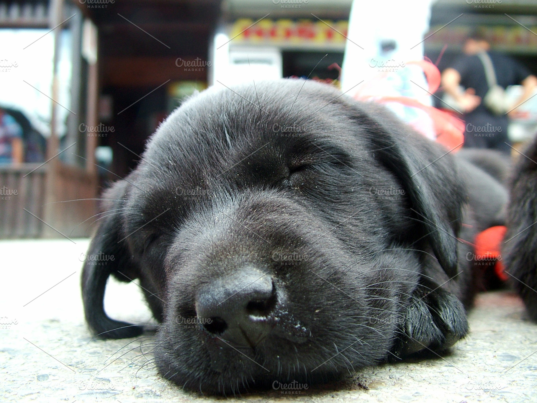 Cute Puppy Sleeping