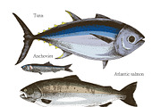 Most popular edible sea fishes, a Food Illustration by handsketched (Thumbnail 4 of 14)