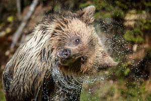A brown bear splashes in water amidst lush greenery during a sun, an Animal Photo by Byrdyak
