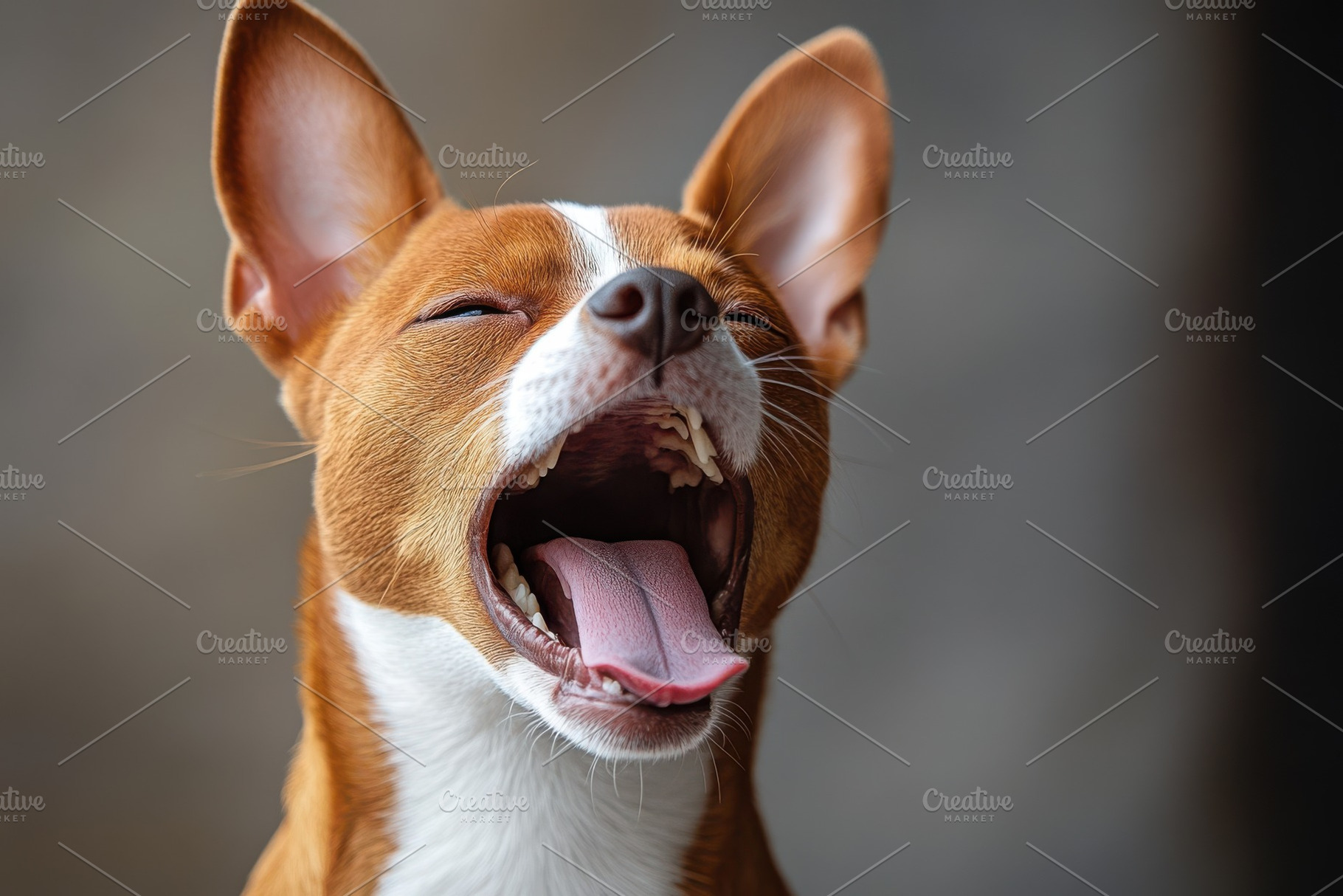 Adorable Basenji Dog Yawning Widely, an Animal Photo by Pixeness Studio