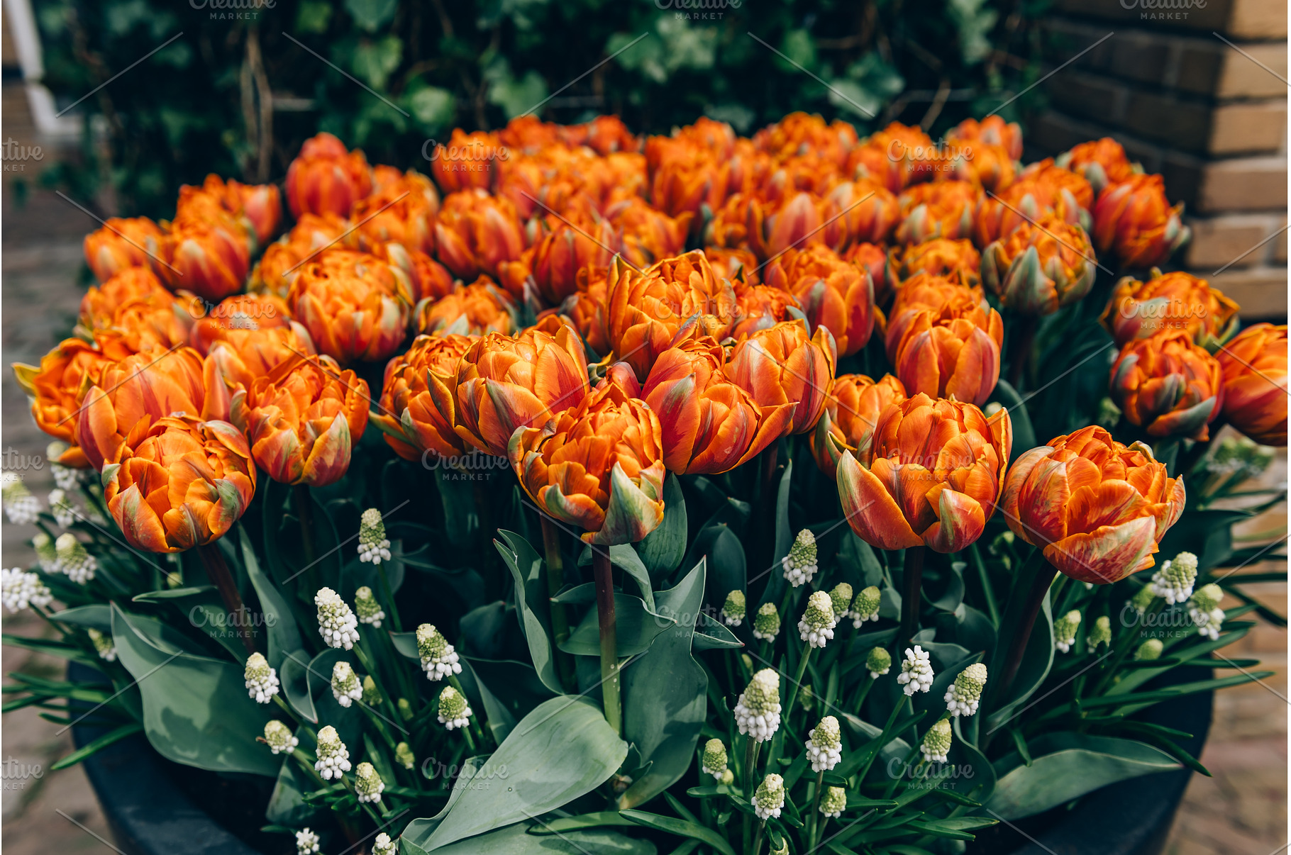 Flowerbeds of blossoming tulips, a Nature Photo by MAnuta