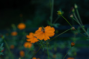 Flower & Garden Collection 15 photos, a Nature Photo by Silent Nature (Thumbnail 2 of 14)