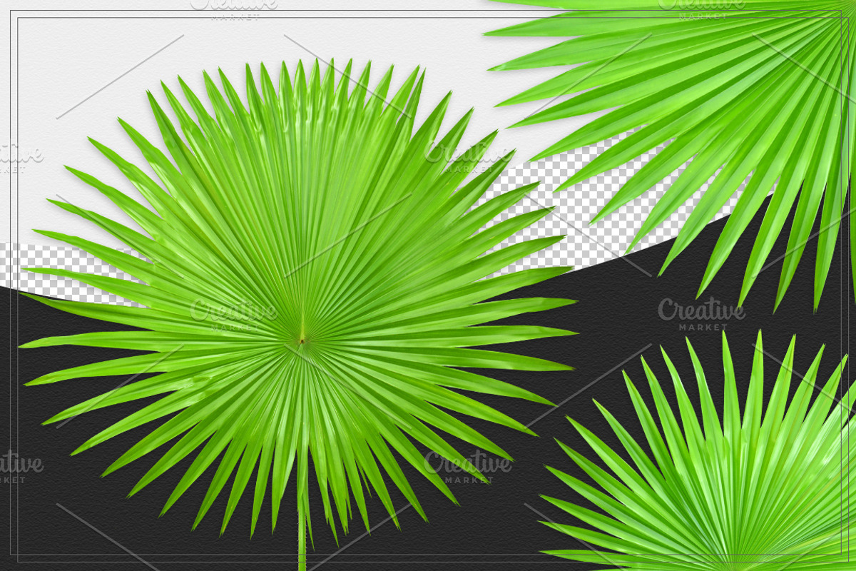Palm Leaves Isolated, an Object Graphic by pixelworkz (Photo 1 of 7)