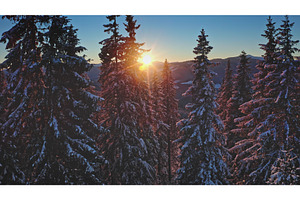 Sunset illuminating snowy pine, a Nature Photo by Goinyk