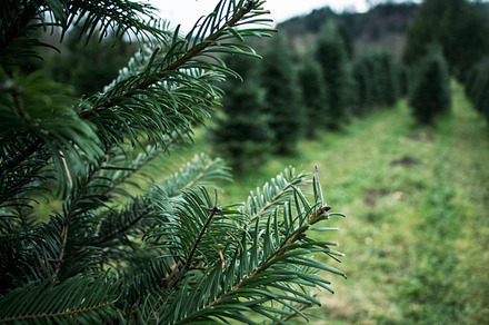 Pine tree 1 featuring christmas tree, christmas, and tree farm