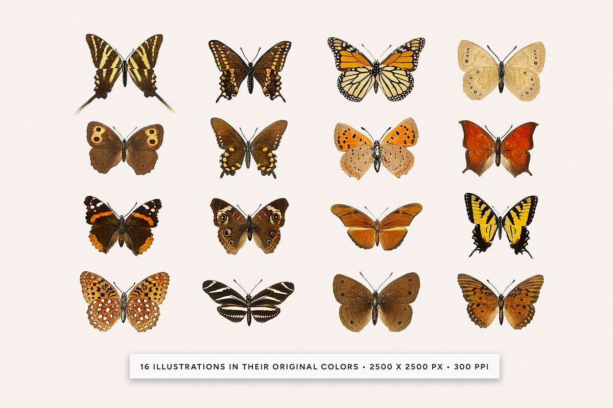 Vintage Butterflies Illustrations, an Animal Illustration by MargauxQuercy (Photo 3 of 7)