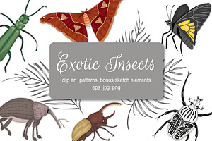 Exotic Insects