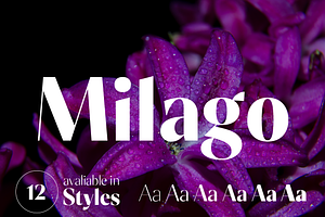 Milago Font Family