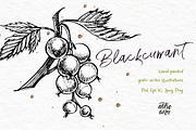 Blackcurrant in botanical style, an Illustration by Ann Astro (Thumbnail 4 of 7)