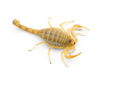 Yellow deadly dangerous scorpion, an Animal Photo by AnimalArt