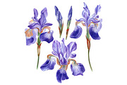 Irises set, a Decorative Illustration by Watercolor life (Thumbnail 4 of 6)