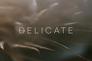 Delicate | 20 Feather Photos, a Nature Photo by Melanie Helena (Thumbnail 7 of 20)