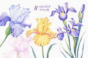 SALE! Watercolor Irises, an Illustration by Irina Diasli (Thumbnail 3 of 5)