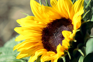 Bright sunflower stock photo containing sunflower and flower