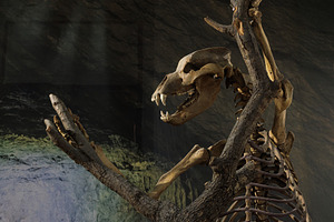 Skeleton of Cave Bear, Ursus spelaeus, an Animal Photo by Bepslabor