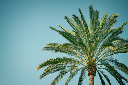 Palm tree stock photo containing palm and tree, a Nature Photo by Neirfy