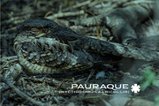 Pauraque Wide Serif & Sans, a Font by NimaType (Thumbnail 8 of 8)