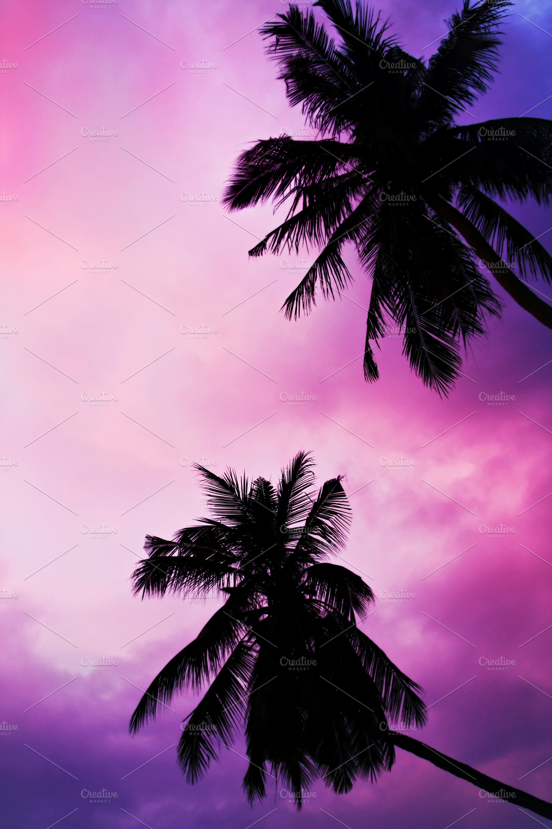 Palms and sky, a Photo by saiko3p