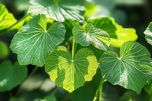 A close up shot of green leaves, a Photo by Pavel_design