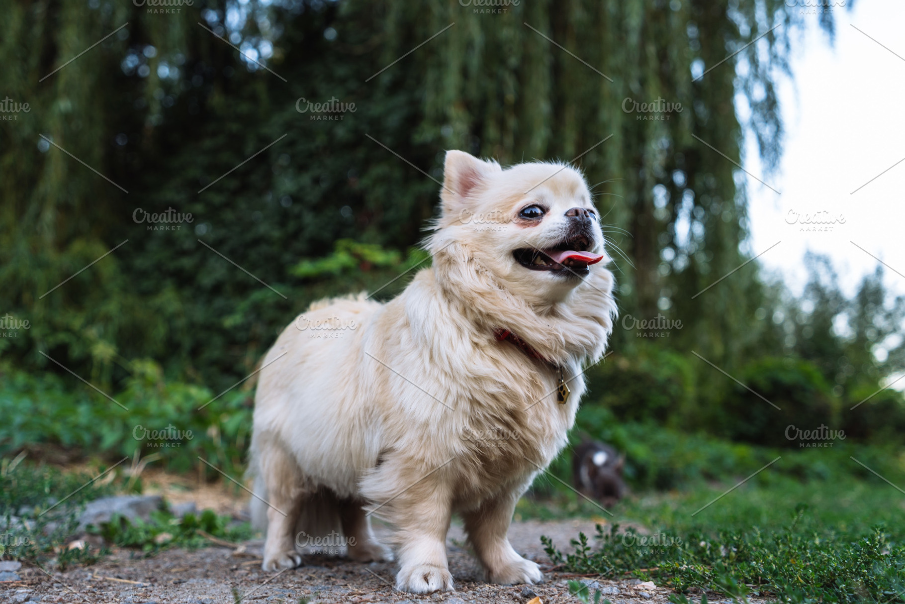 Long Haired Chihuahua Standing Outdoors in Green Park, an Animal Photo by Red Hot Chili Pepper Shop