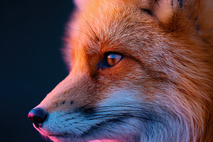 Vibrant fox portrait with dramatic lighting, an Animal Photo by AlyaAnd