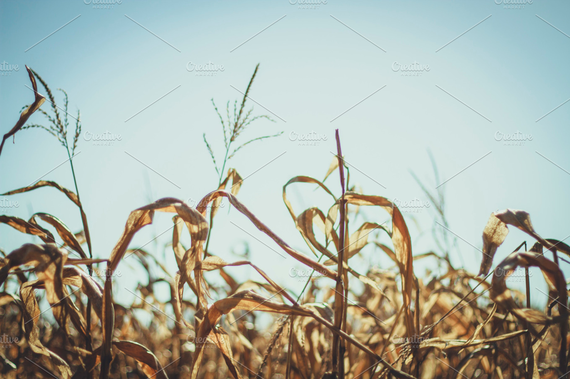 Dried Corn Stock Photo Containing Dried And Drought