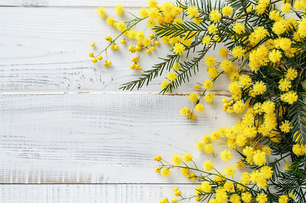 Mimosa flowers with copyspace for text on wooden table, a Nature Photo by AlyaAnd