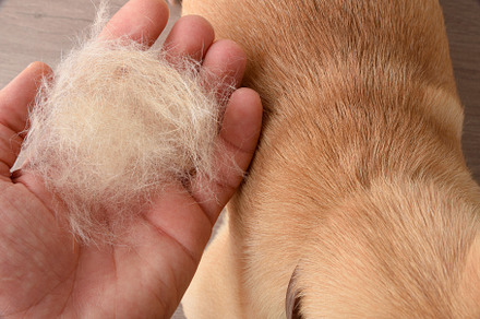 Hand showing hair loss of a dog top view, an Animal Photo by Davizro's Market