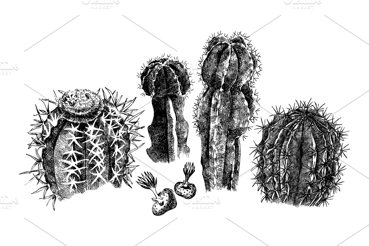 Cactuses and succulents collection, a Decorative Illustration by handsketched (Photo 4 of 7)