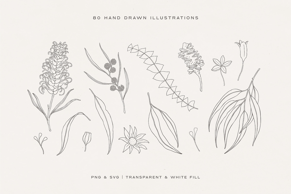 Australian Botanical Illustrations, a Decorative Illustration by rouxsupplyco (Photo 3 of 13)