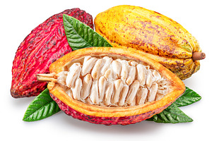 Cocoa fruits and opened pod, a Food & Drink Photo by Volff