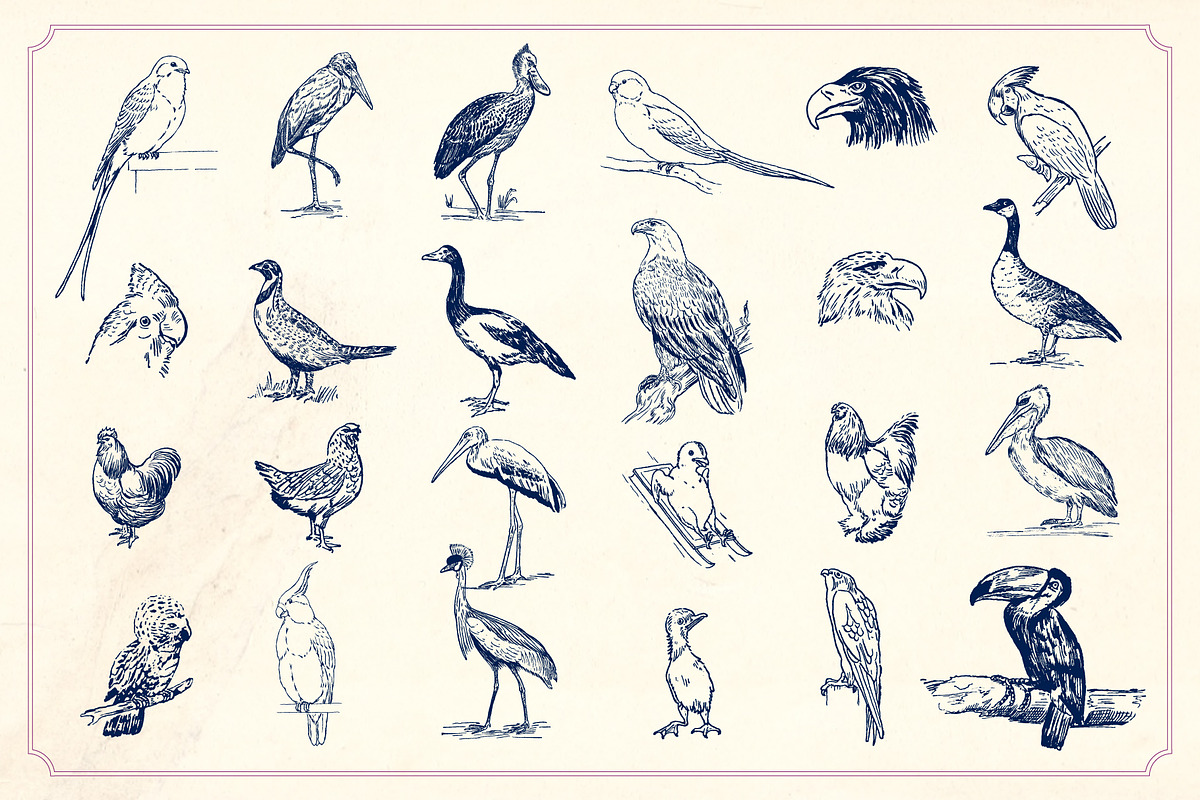 Vintage Hand Drawn Birds preview 3