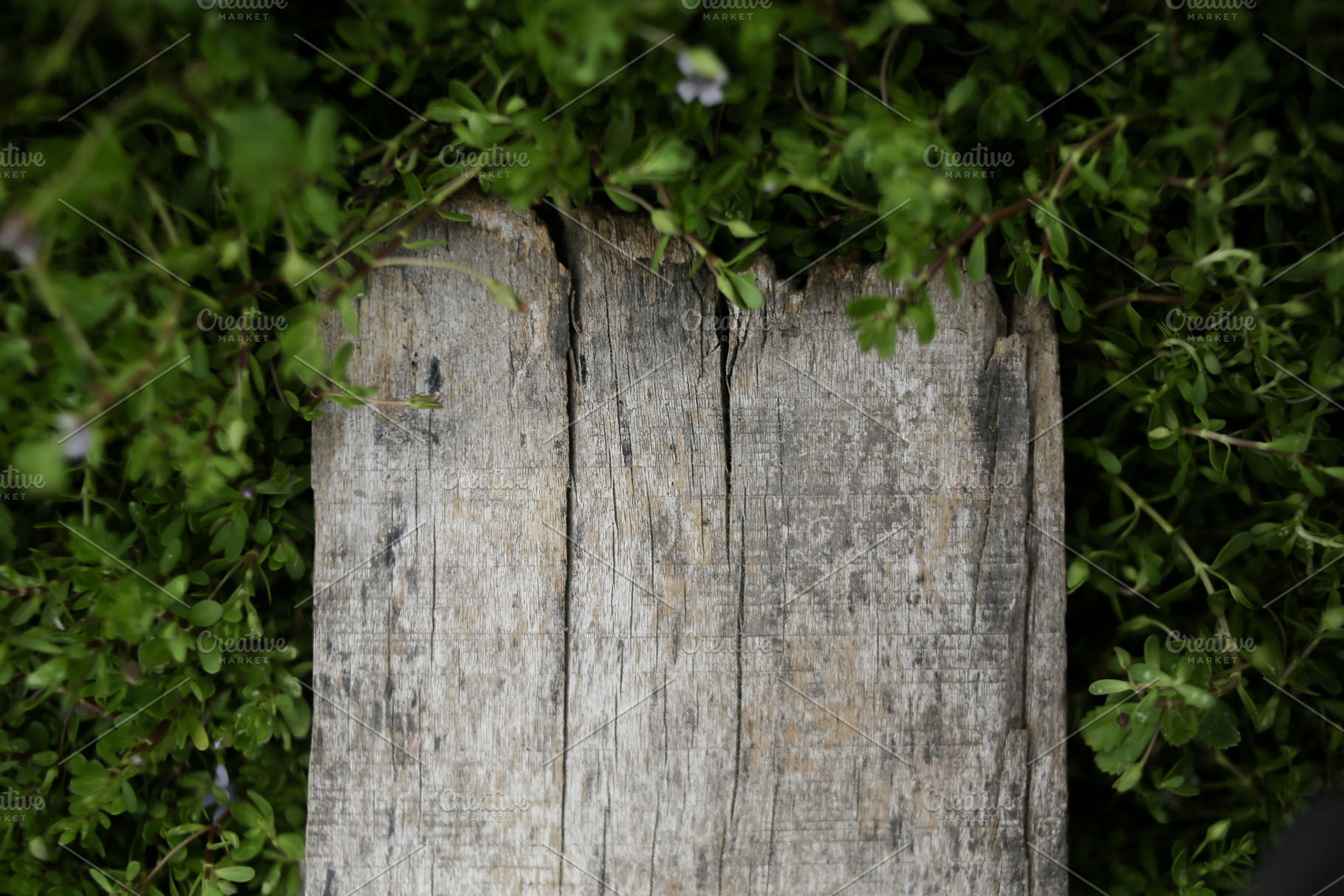 framing wood surrounded by leaves, a Background Photo by bastera