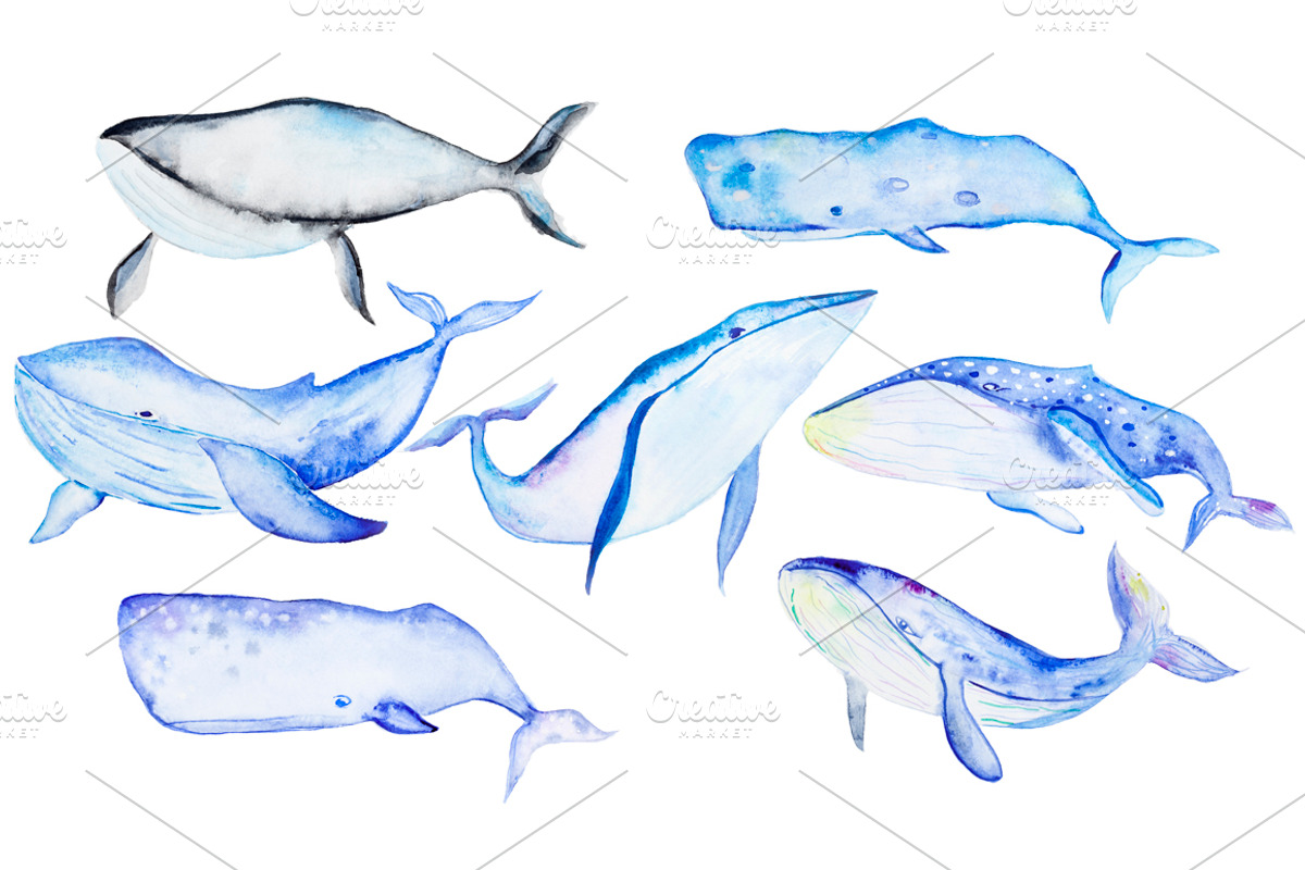 Whale watercolor set, an Animal Illustration by IvanFet (Photo 1 of 2)