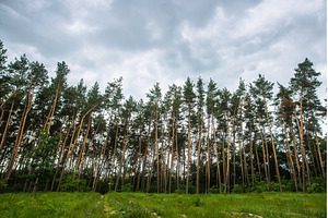Tall pine trees forest landscape, a Nature Photo by Red Hot Chili Pepper Shop
