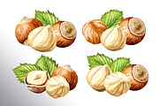 Huzelnuts. Watercolor collection, a Food Illustration by Daria Ustiugova (Thumbnail 2 of 23)