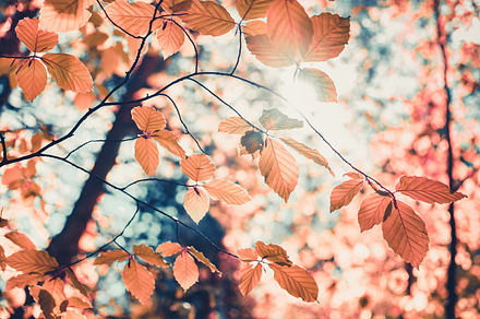 Red autumn leaves and sunlight background, a Nature Photo by Goinyk
