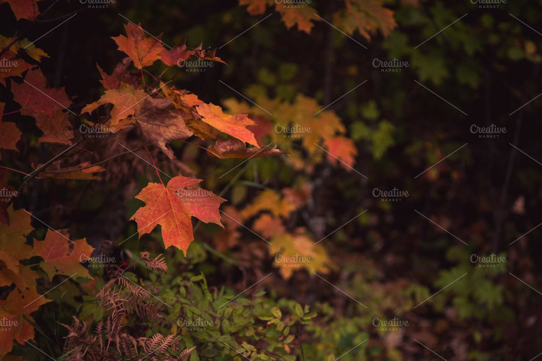 Fall Color Sugar Maple, a Nature Photo by ClubhouseArts