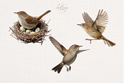 Watercolor House Wren Clipart Set, an Animal Illustration by The Twin Lakes Studio (Thumbnail 6 of 7)